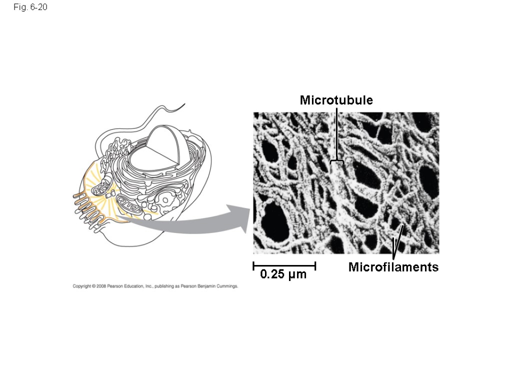 Fig. 6-20 Microtubule Microfilaments 0.25 µm